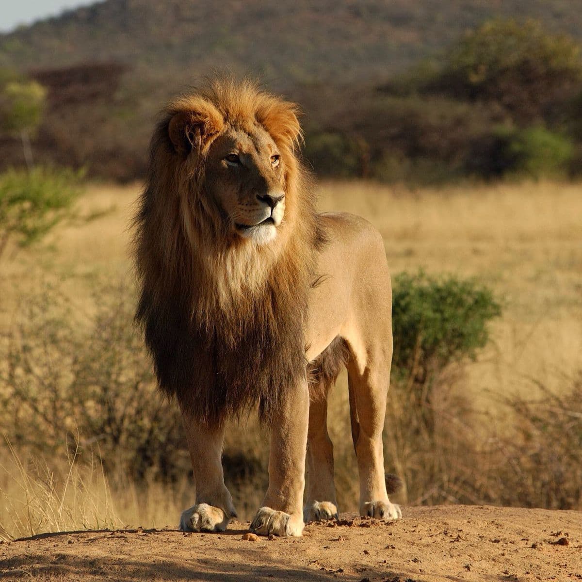 Gir National Park photo 2