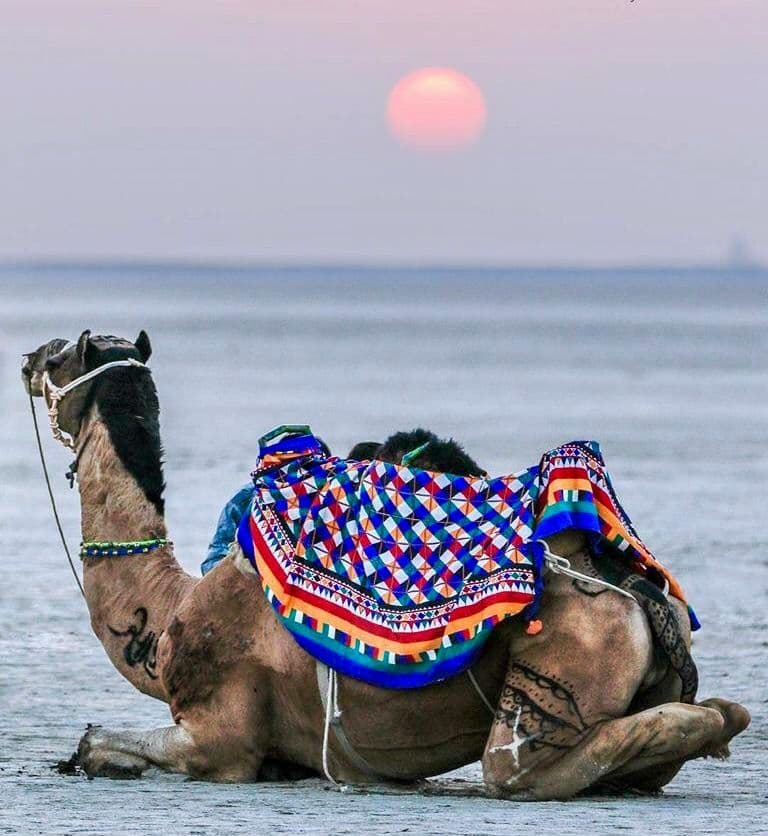 Rann of Kutch photo 2