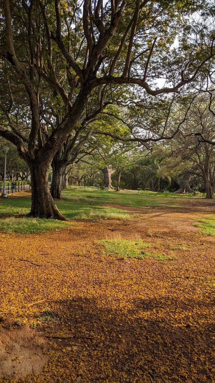 Bengaluru (Lalbagh & Cubbon Park) photo 2