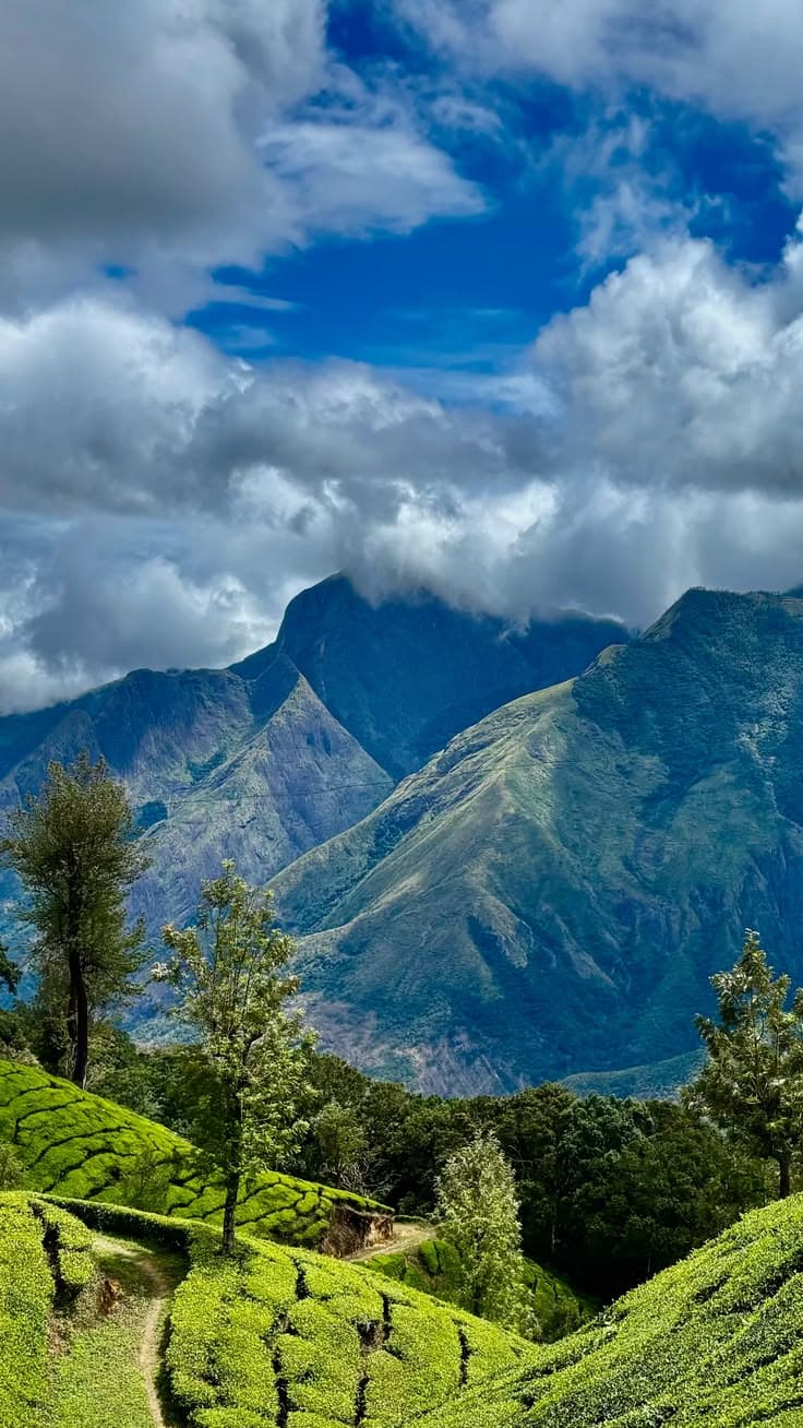 Munnar Tea Gardens photo 2