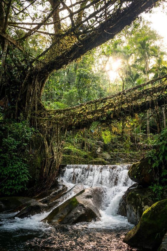 Cherrapunji Living Root Bridges photo 2