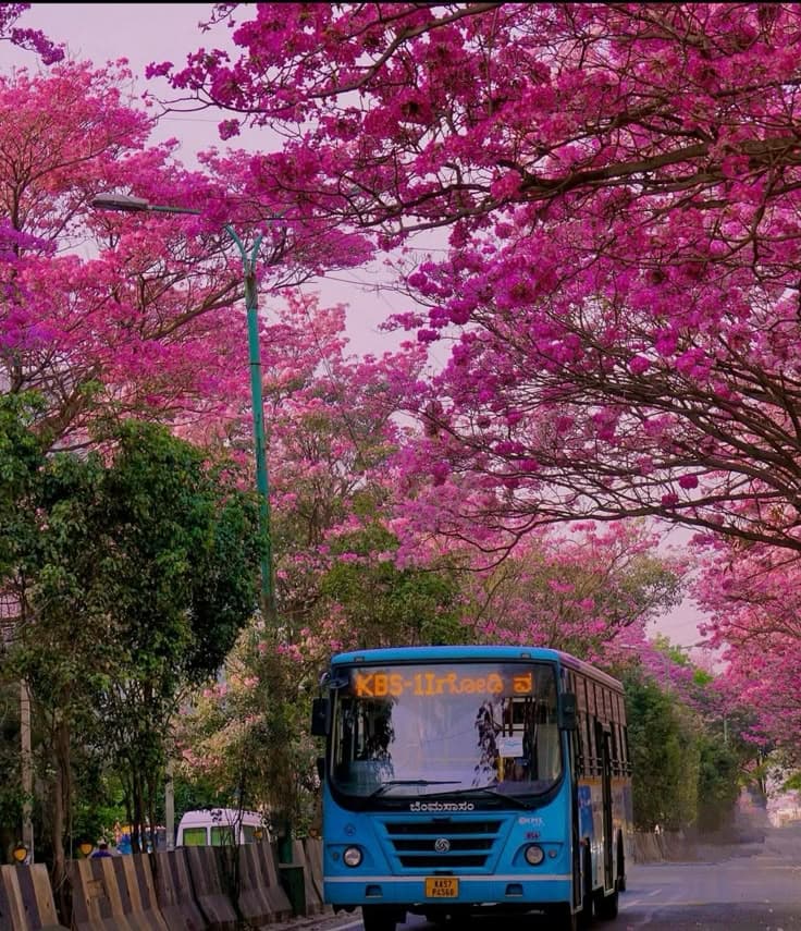 Bengaluru (Lalbagh & Cubbon Park) photo 3